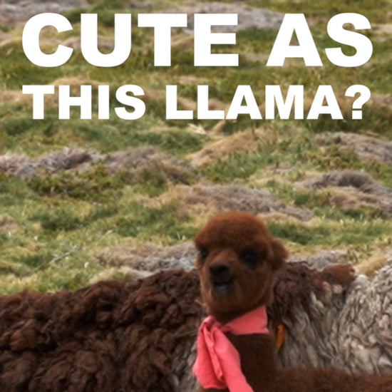 Netball Survival Kits. Hair Ribbon. Need to look as cute as this Llama? Lucky you have one in your Netball Survival Kit. Hair Ribbon that is. Not the cute as Llama.