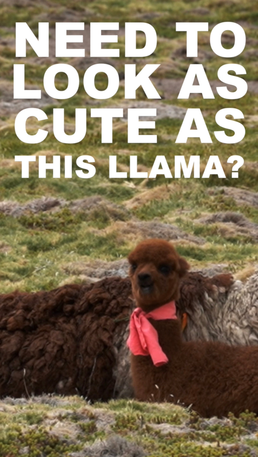 Netball Survival Kits. Hair Ribbon. Need to look as cute as this Llama? Lucky you have one in your Netball Survival Kit. Hair Ribbon that is. Not the cute as Llama.